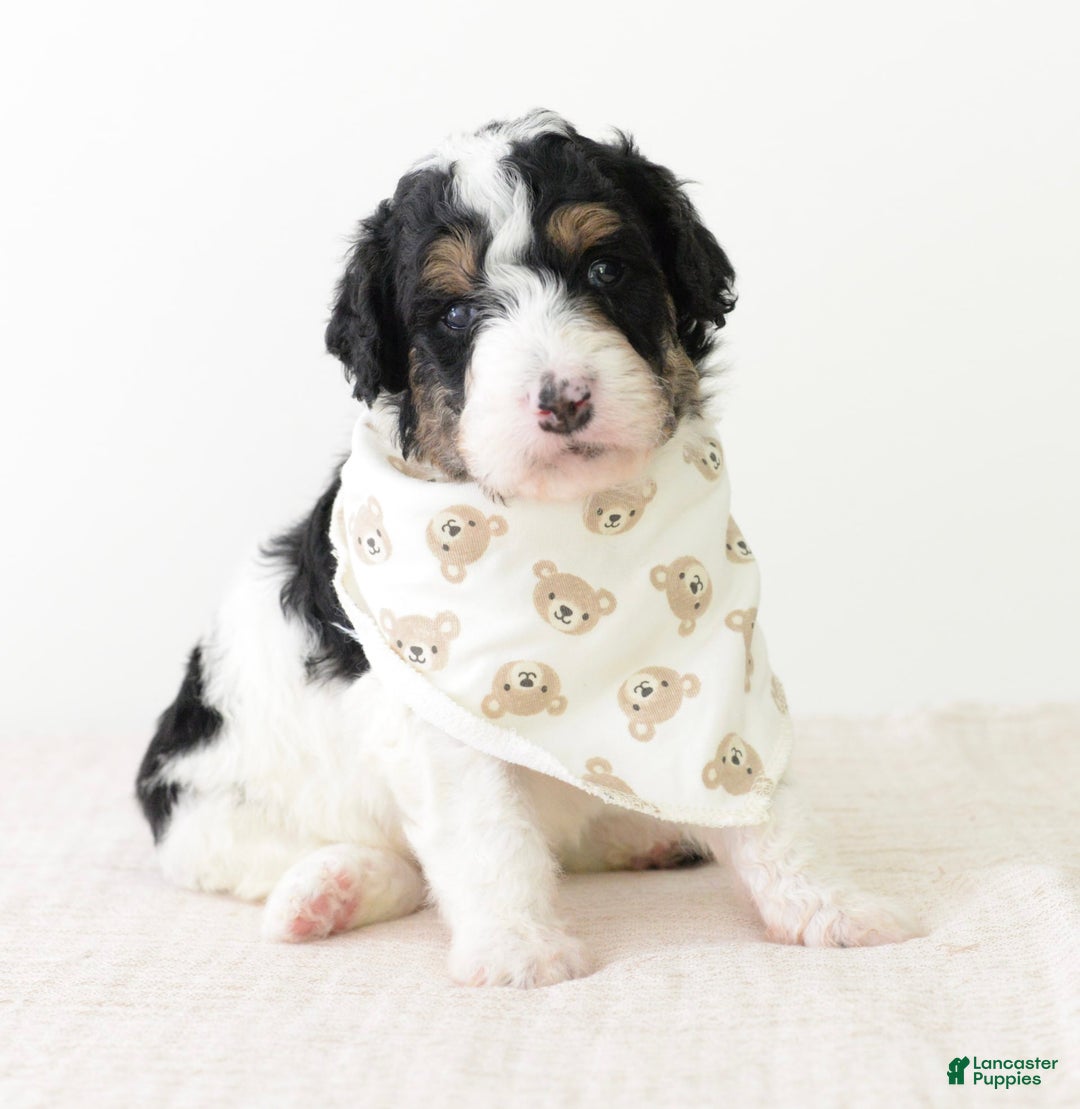 Bernedoodle dogs for sale: Graham-medium - Image 1