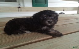 Havapoo dogs for sale: Benji - Image 5