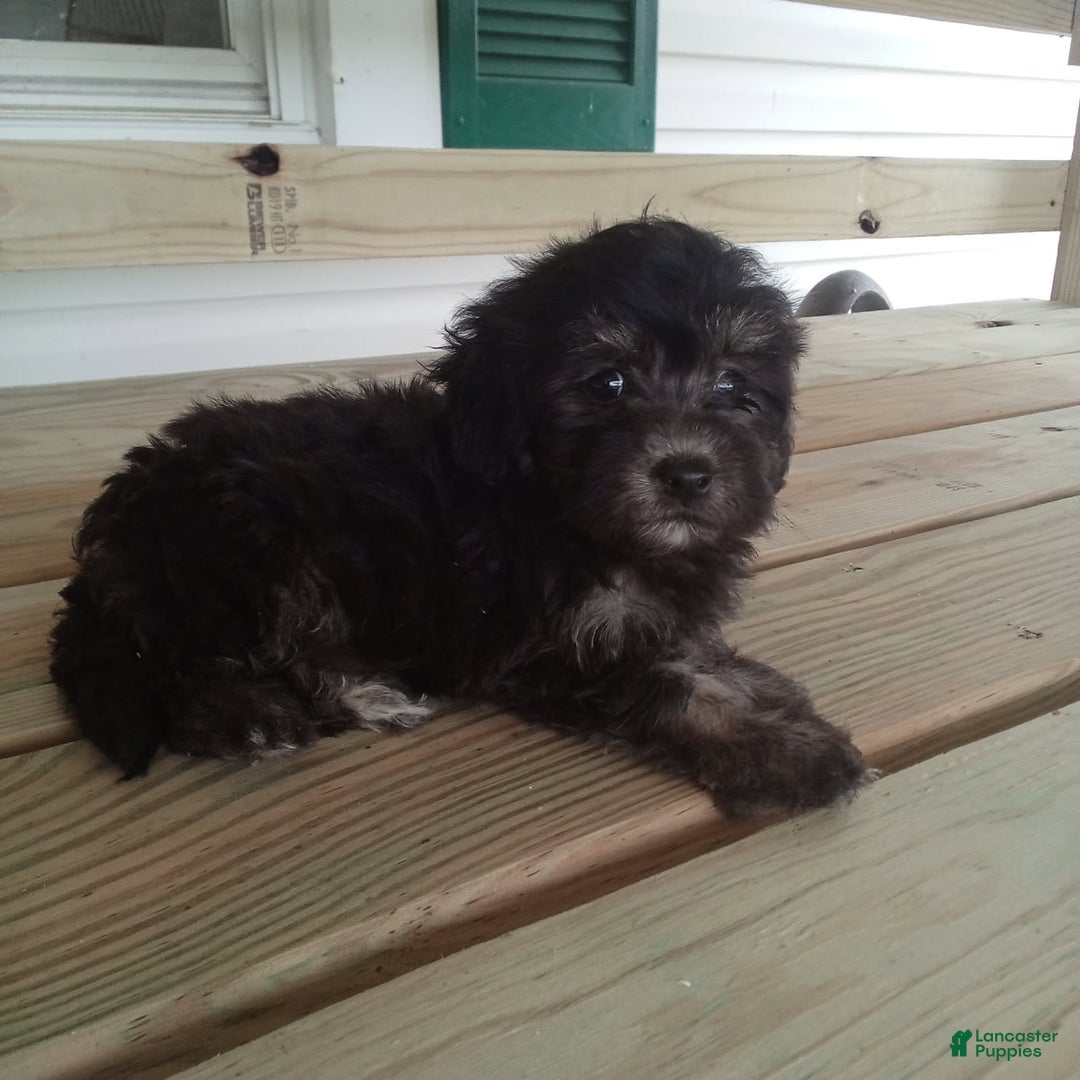 Havapoo dogs for sale: Benji - Image 5