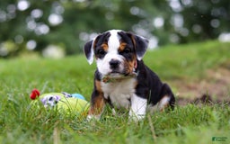 Beabull dogs for sale: Sally - Image 3
