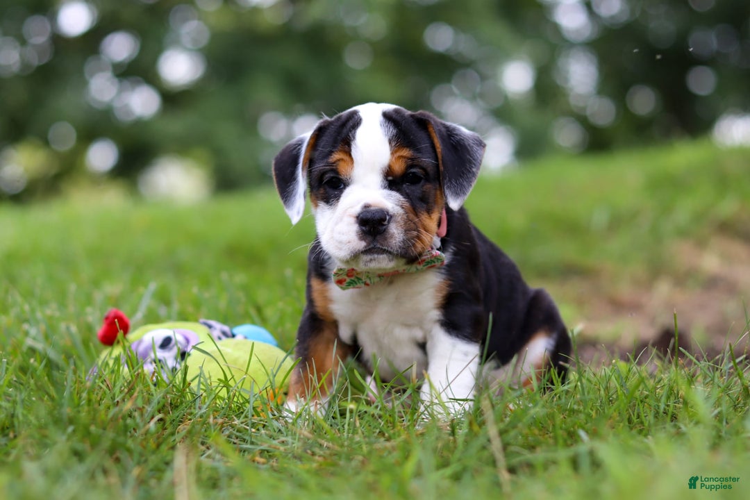 Beabull dogs for sale: Sally - Image 3