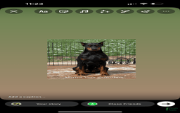 Doberman Pinscher dogs for sale: Banana - Image 15
