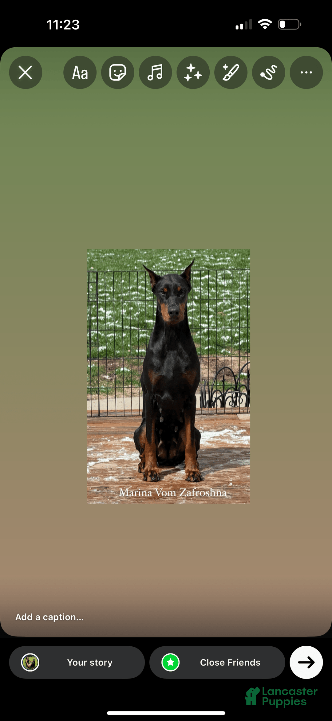 Doberman Pinscher dogs for sale: Banana - Image 15