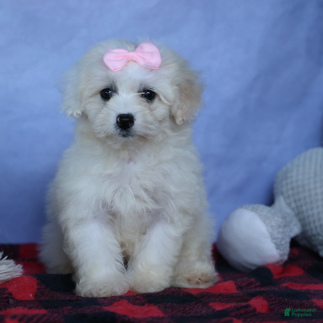 Shihpoo dogs for sale: Callie - Image 7