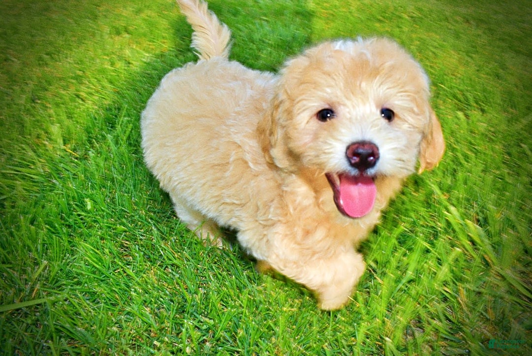 Havapoo dogs for sale: Wags - Image 8