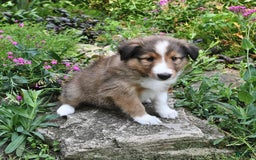 Shetland Sheepdog dogs for sale: Megan - Image 3
