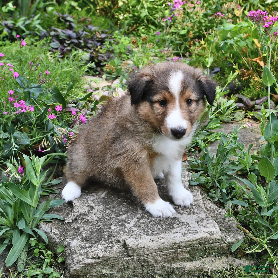 Shetland Sheepdog dogs for sale: Megan - Image 3