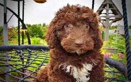 Havapoo dogs for sale: Teddy - Image 4