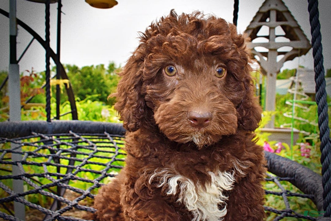 Havapoo dogs for sale: Teddy - Image 4