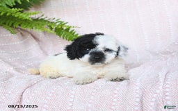 Miniature Poodle dogs for sale: Haven - Image 3