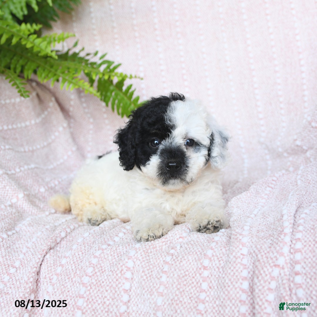 Miniature Poodle dogs for sale: Haven - Image 3