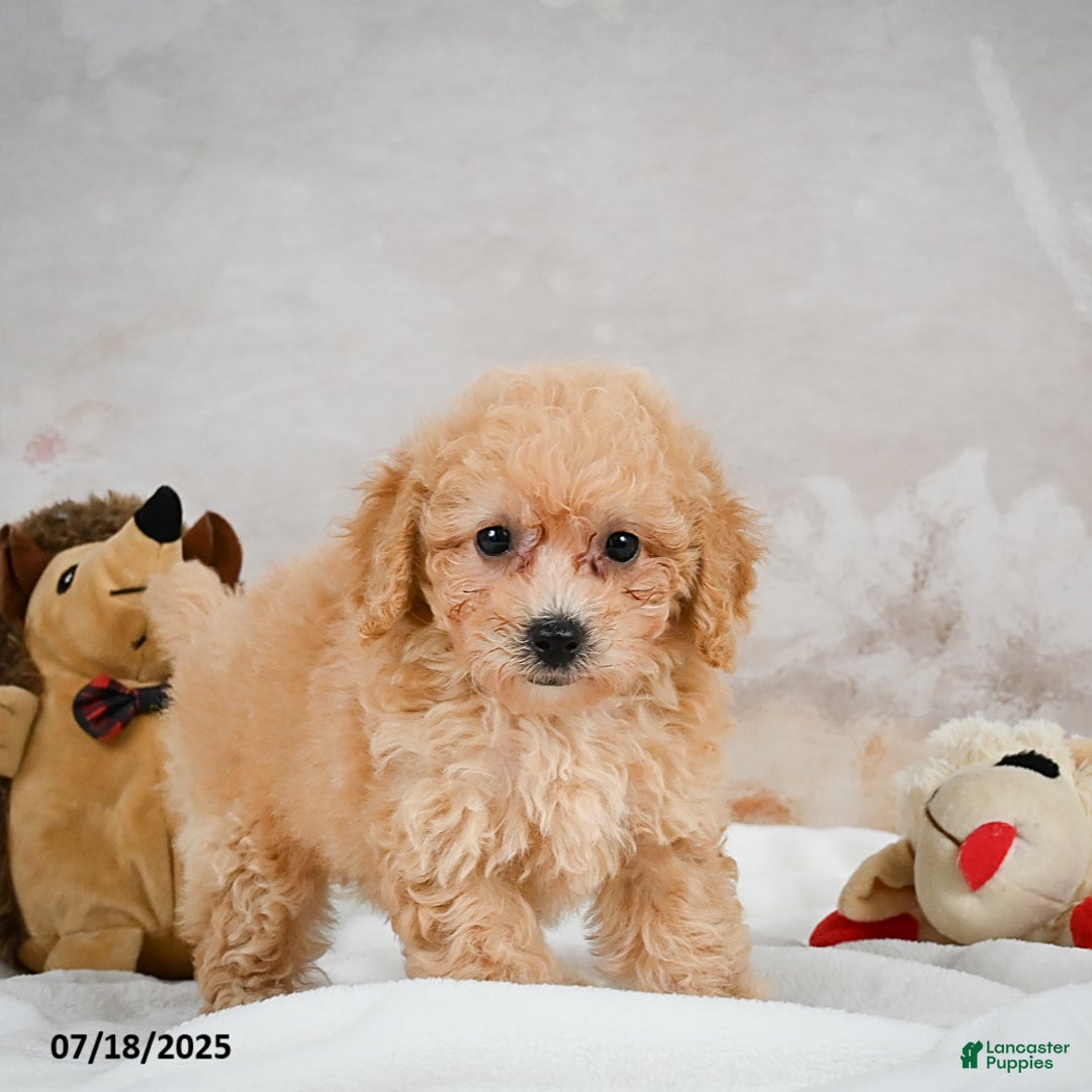 Bichpoo dogs for sale: Debby - Image 8