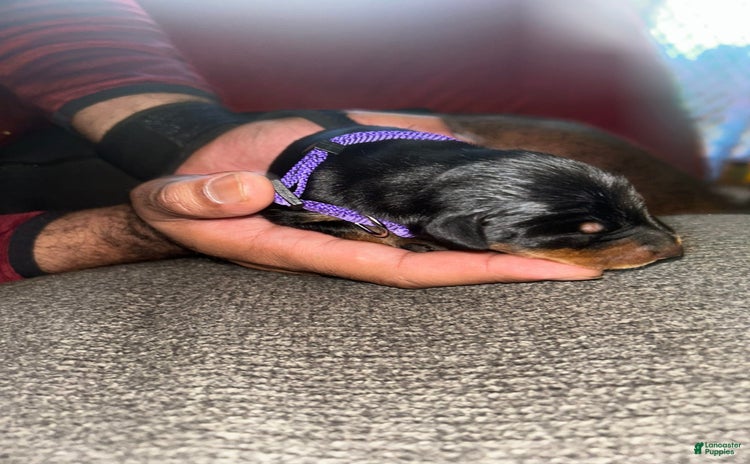 Doberman Pinscher dogs for sale - Ad 4