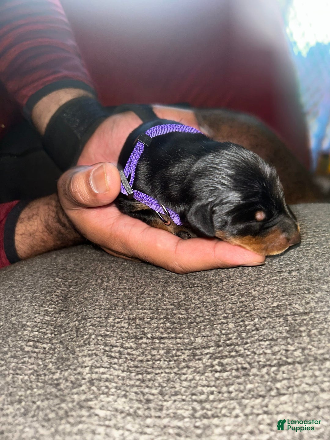 Doberman Pinscher dogs for sale: Purple Collar - Image 1