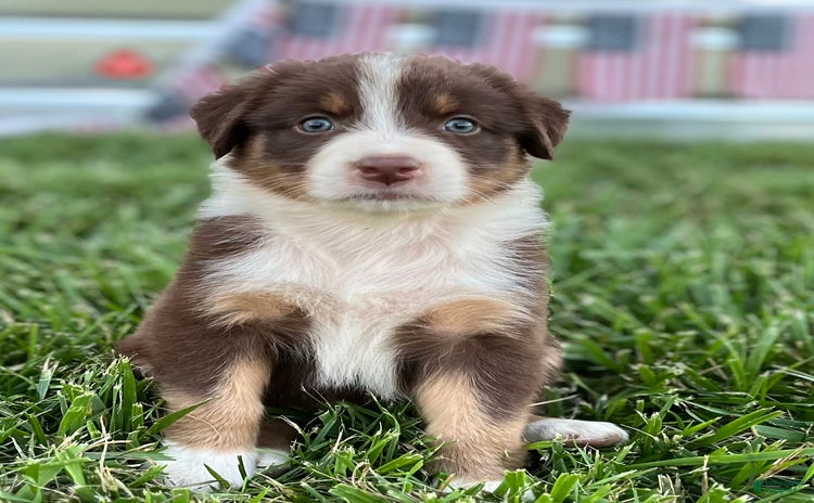 Australian Shepherd dogs for sale - Ad 2