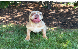 English Bulldog dogs for stud: Simba - Image 2