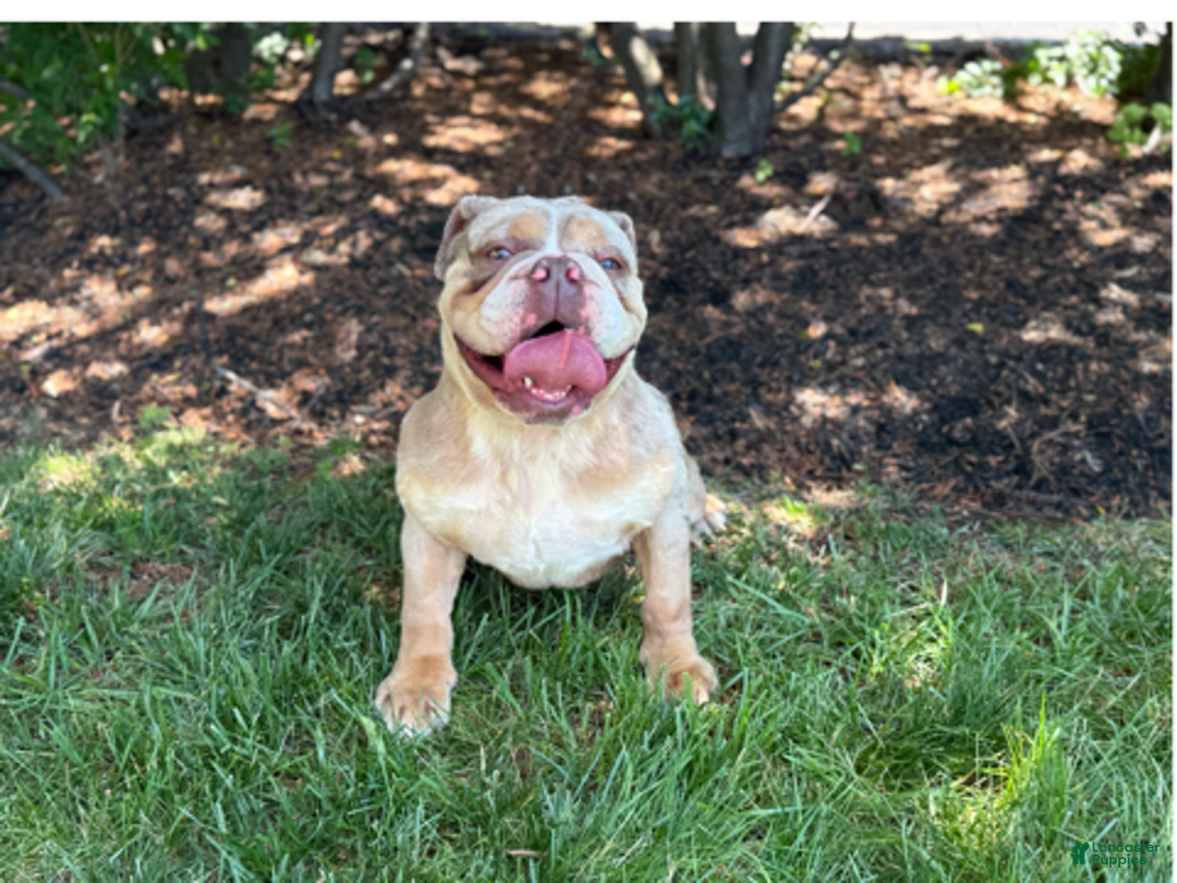 English Bulldog dogs for stud: Simba - Image 2