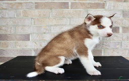 Siberian Husky dogs for sale: Alice - Image 2