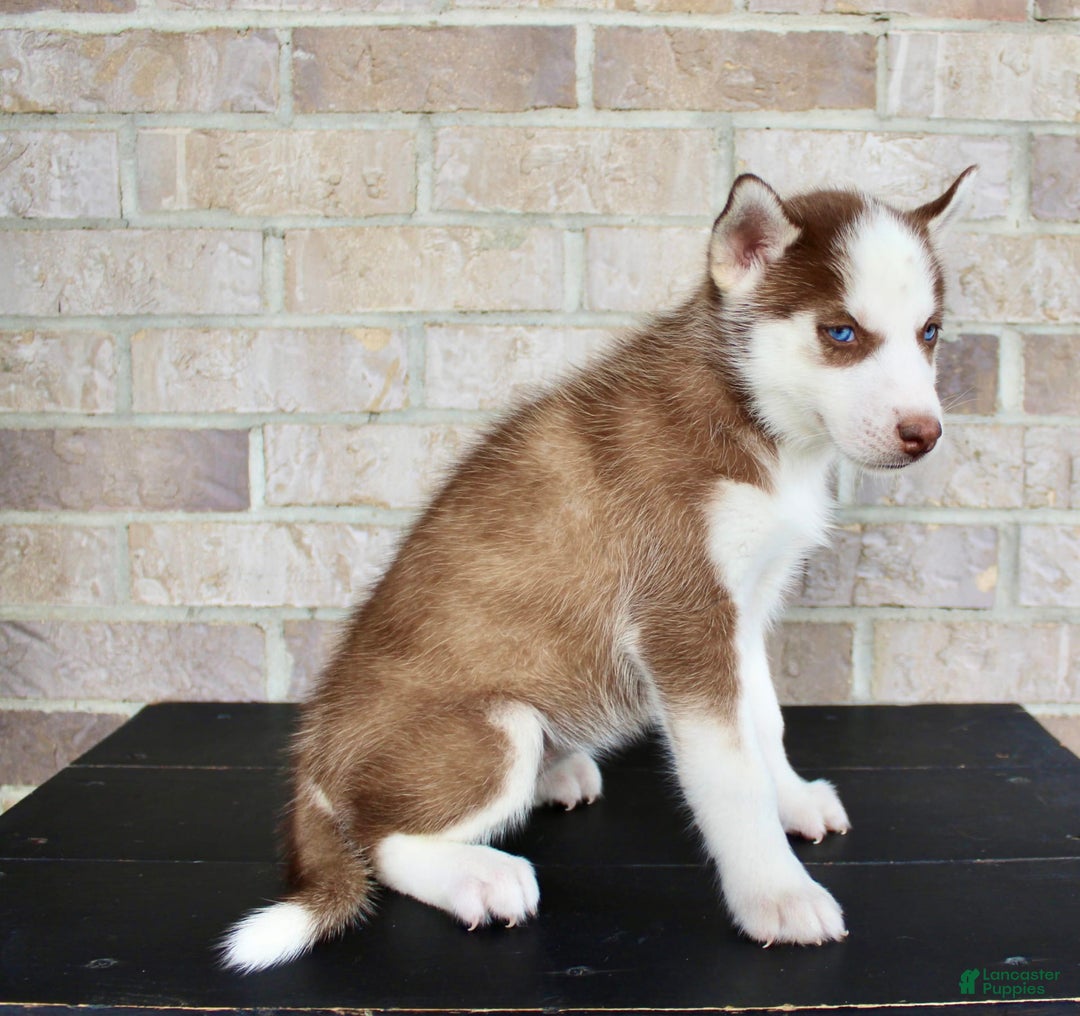 Siberian Husky dogs for sale: Alice - Image 2