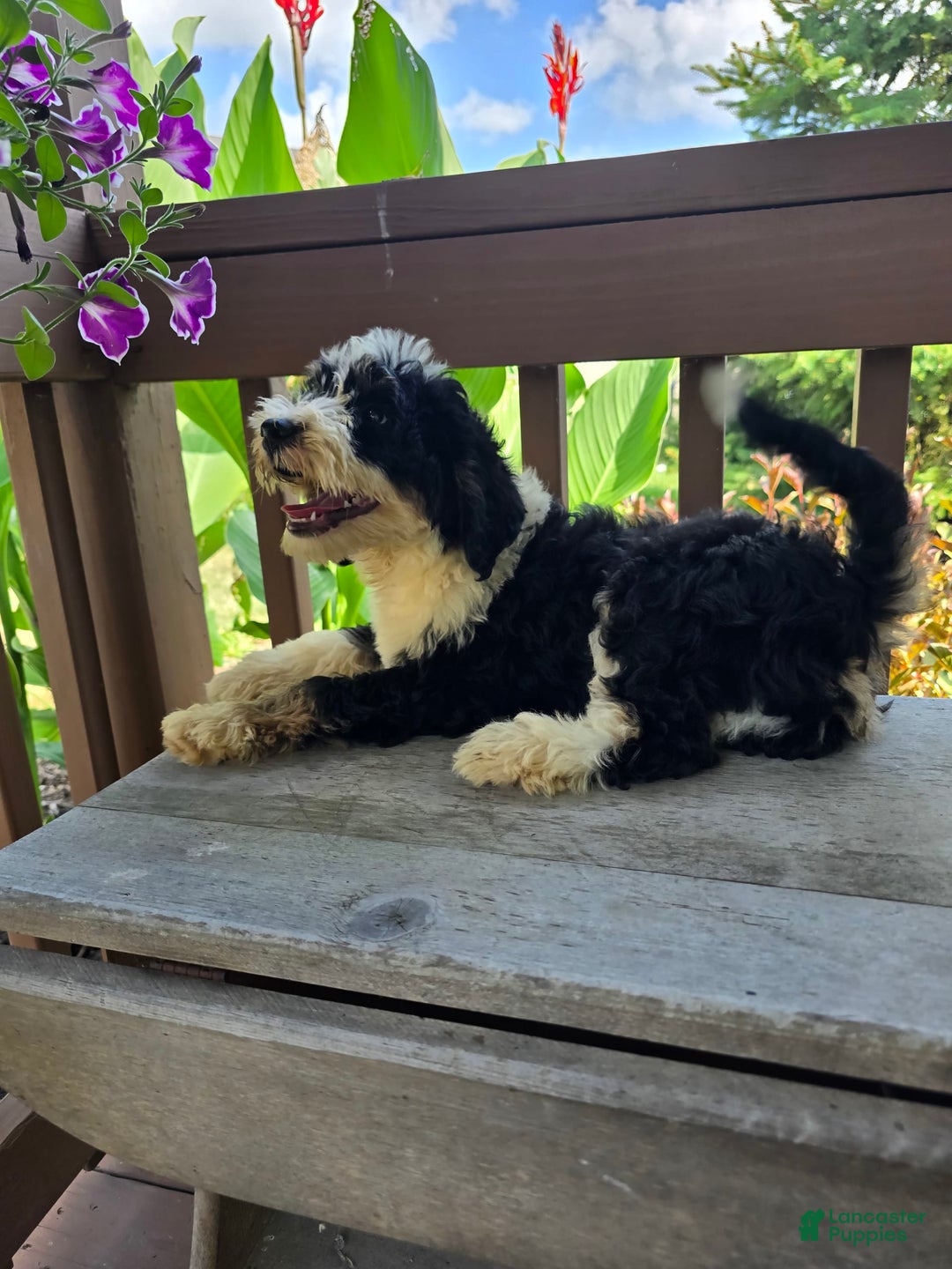 Bernedoodle dogs for sale: Classy - Image 6