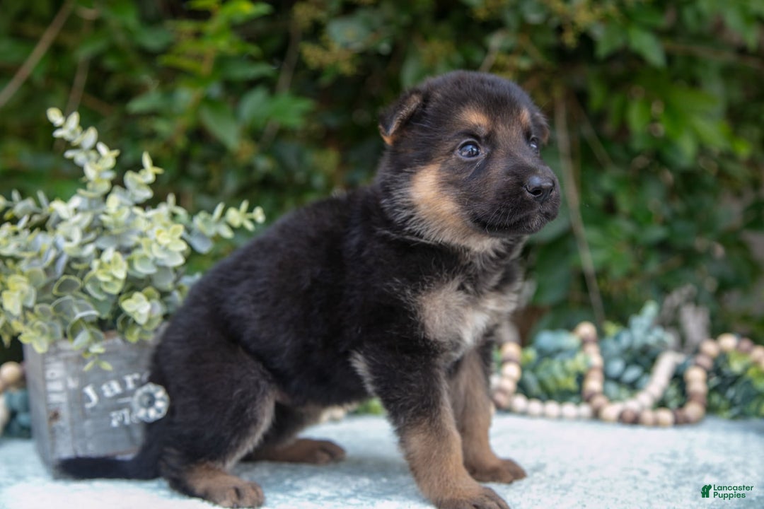 German Shepherd dogs for sale: Marley - Image 3