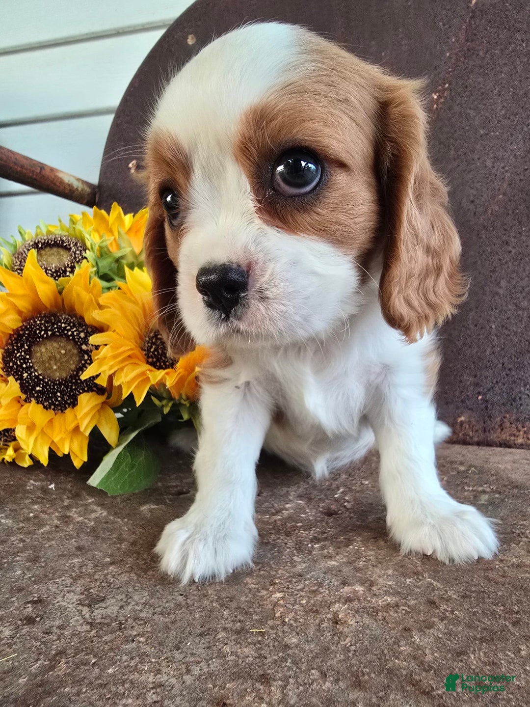 Cavalier King Charles Spaniel dogs for sale: Drake small Blenheim colored male - Image 2