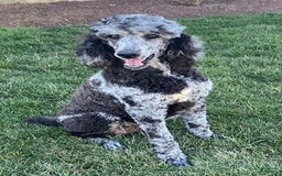 Standard Poodle dogs for sale: Rusty - Image 8