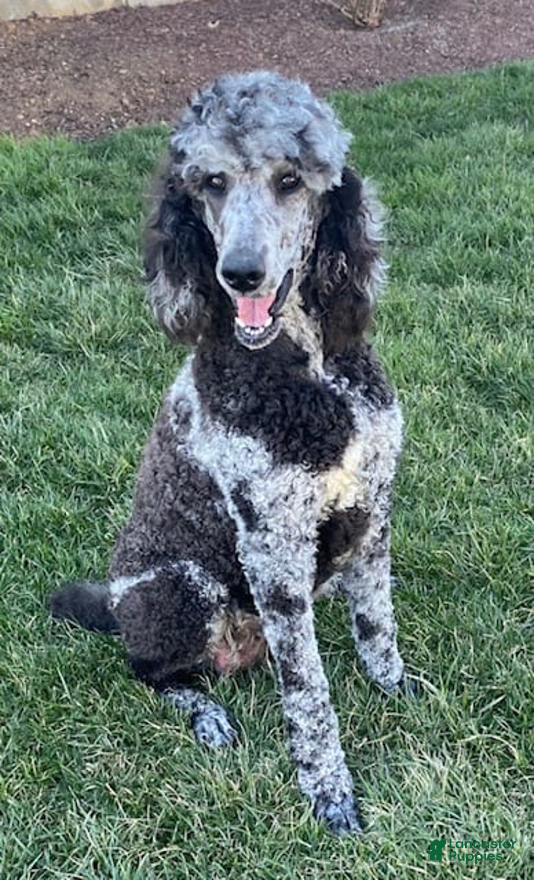 Standard Poodle dogs for sale: Rusty - Image 8