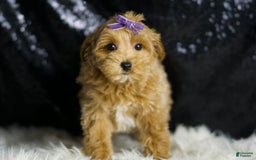 Maltipoo dogs for sale: Felicity - Image 6
