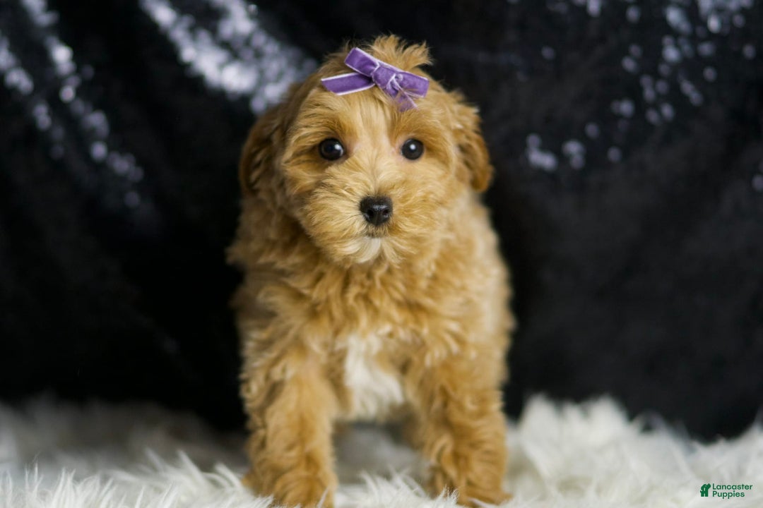 Maltipoo dogs for sale: Felicity - Image 6