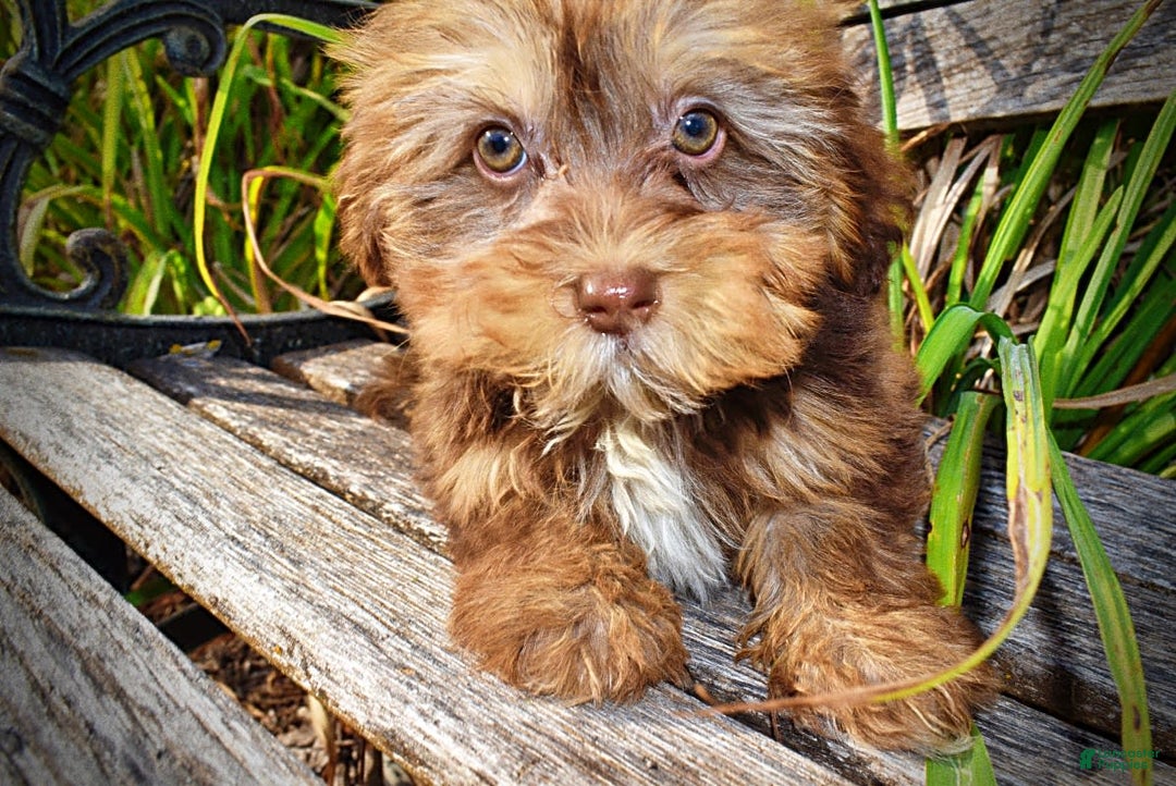 Havapoo dogs for sale: Josie - Image 10