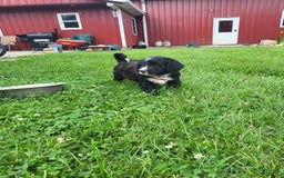Bernedoodle dogs for sale: Tux - Image 4