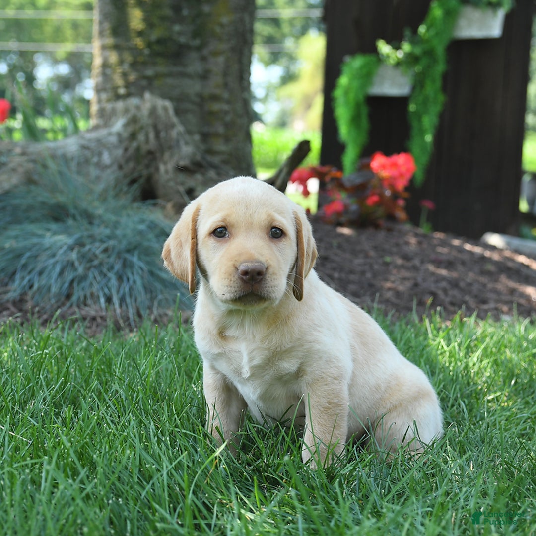 Labrador Retriever dogs for sale: Willow - Image 1