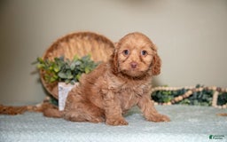 Mini Goldendoodle dogs for sale: Sophie - Image 3