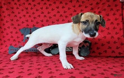 Jack Russell Terrier dogs for sale: Jack Russell Male Puck - Image 10