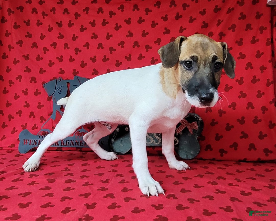 Jack Russell Terrier dogs for sale: Jack Russell Male Puck - Image 10