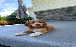 Cocker Spaniel dogs for sale: Asher - Image 2