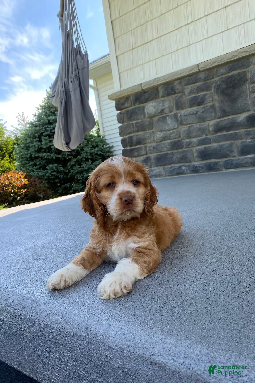 Cocker Spaniel dogs for sale: Asher - Image 2