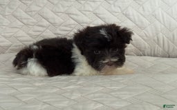 Miniature Schnauzer dogs for sale: Fancy Female 2 Akc Liver Parti - Image 3