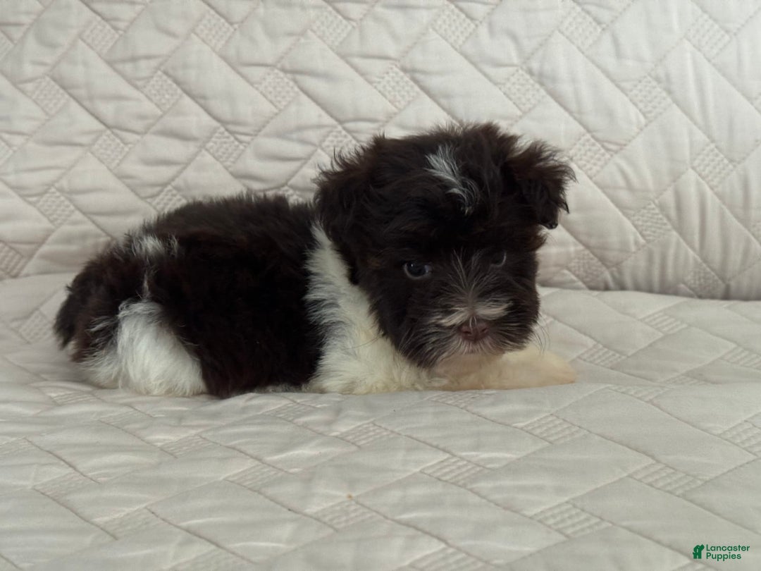 Miniature Schnauzer dogs for sale: Fancy Female 2 Akc Liver Parti - Image 3