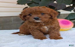 Cavapoo dogs for sale: Remi - Image 17