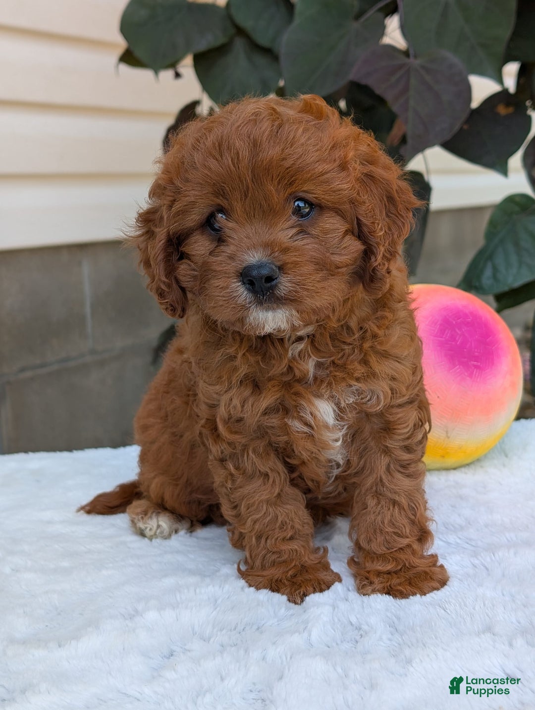 Cavapoo dogs for sale: Remi - Image 17