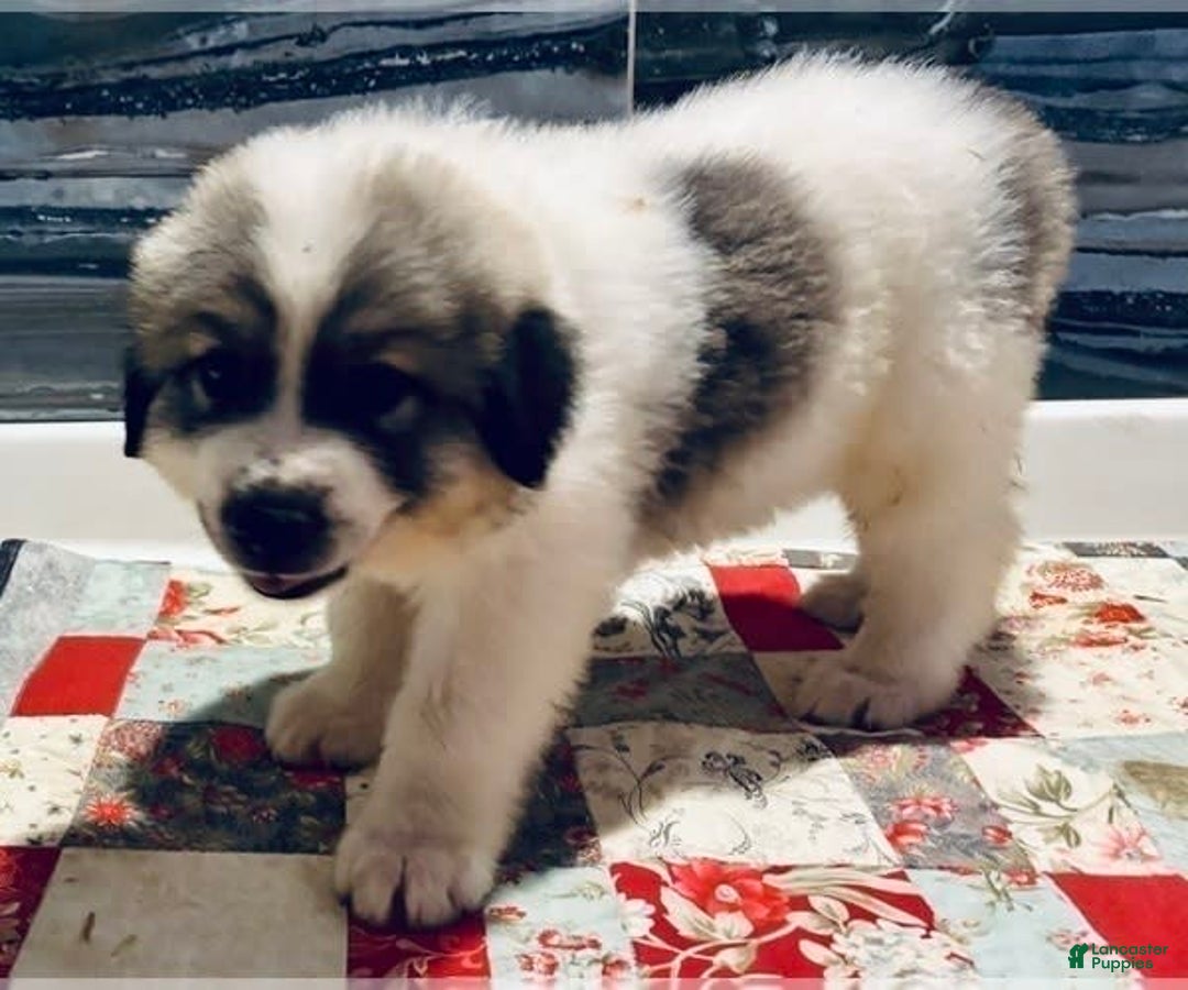 Great Pyrenees dogs for sale: Cash - Image 1