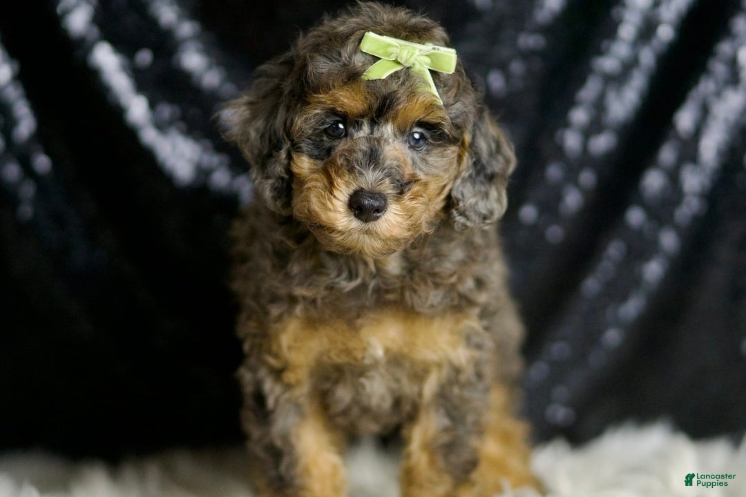 Miniature Poodle dogs for sale: Taki - Image 3