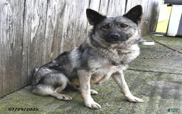 Norwegian Elkhound dogs for sale: Simon - Image 4