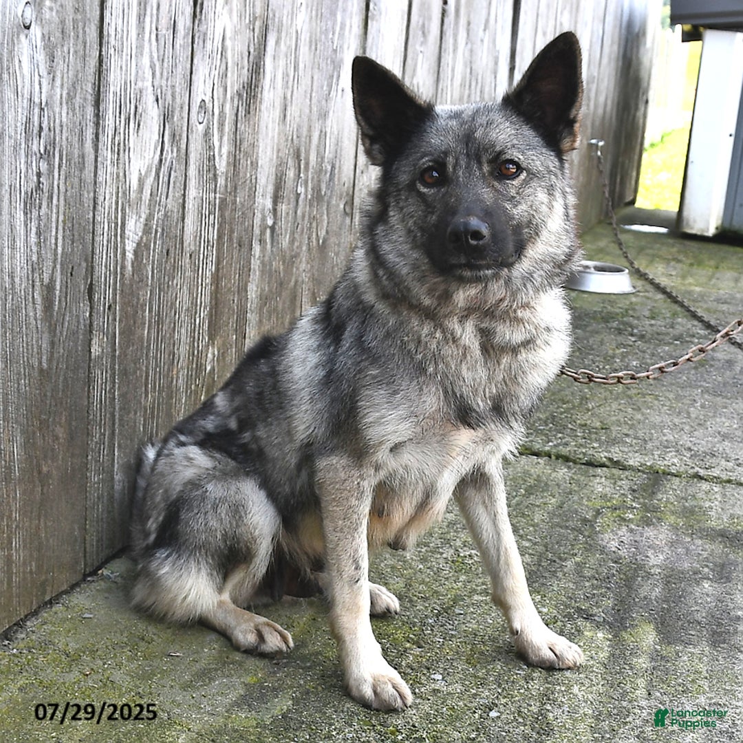Norwegian Elkhound dogs for sale: Simon - Image 4