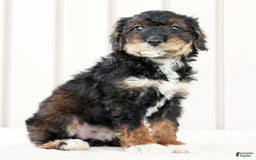Miniature Poodle dogs for sale: Kammy - Image 3