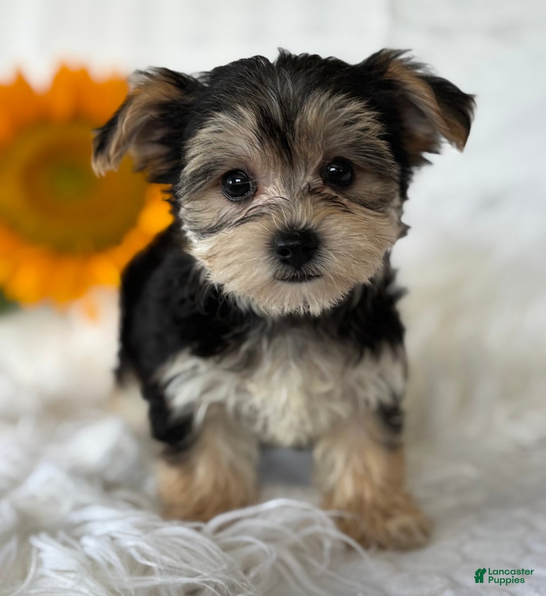 Morkie dogs for sale: Lillian - Image 6