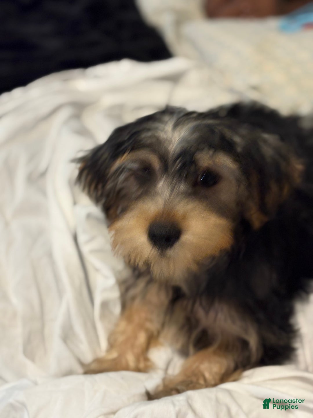 Yorkshire Terrier dogs for sale: Prince - Image 2