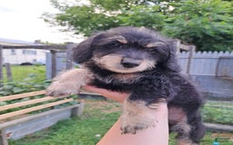Doxiepoo dogs for sale: Biscuit - Image 9